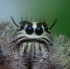 Jumping spider on green background.
