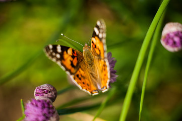 Urticaria butterfly on honey flowers of lettuce onion. Aglais urticae, Nymphalis urticae is diurnal butterfly from the family Nymphalidae,  species of genus Aglais.