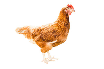 Fototapeta premium chicken isolated on white background