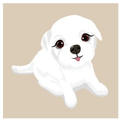 Cute puppy