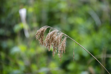 close up of grass © michal