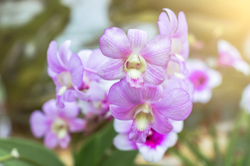 purple orchid flower in the garden