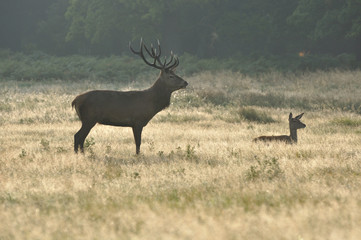 Red deer cervus elaphus in autumn colours