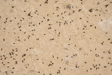 Close-up of a sandy beach and crustaceans on the sand.