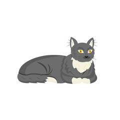 Black cat flat color vector character. Domestic animal lie. Pet sitting and daycare. Grooming for kitten. Tuxedo cat isolated cartoon illustration for web graphic design and animation