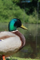 duck on the lake
