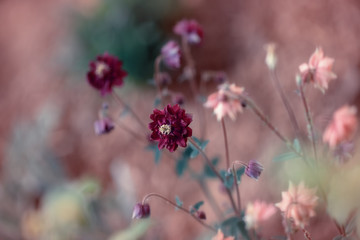 Orliki (Aquilegia) © anettastar