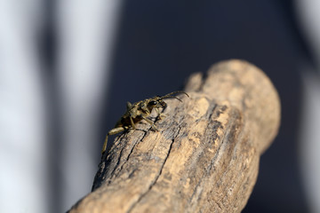Beautiful Grey Longhorn beetle sits on gray wood