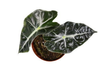 Top view of small exotic 'Alocasia Polly' house plant on white background