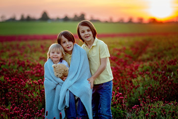 Beautiful children, brothers in gorgeous crimson clover field on sunset,