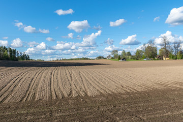 Fototapeta premium cultivated field in spring, small white clouds in the sky