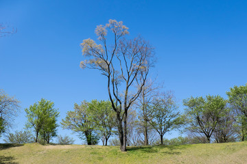 Fototapeta na wymiar 丘の上で見上げる大きな桜の新緑の葉が眩しい