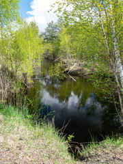 a swamp ditch, white birches along the edges, swamp grass and moss, wonderful reflections in the dark swamp water
