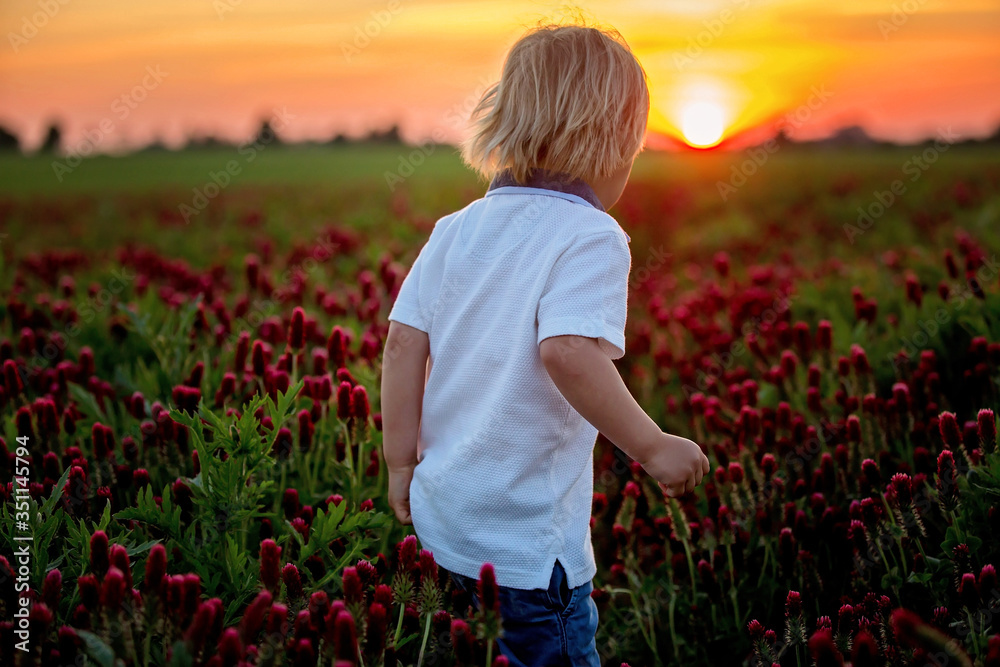 Poster Beautiful children, brothers in gorgeous crimson clover field on sunset,