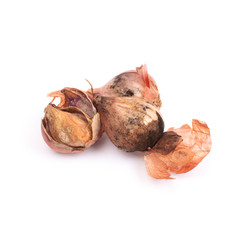 An onion with a severe infestation of black mold, Aspergillus niger, a fungal disease most commonly...
