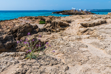 Fototapeta na wymiar Golden beaches and clear sea. Magic of Salento. Punta della Suina. Puglia, Italy