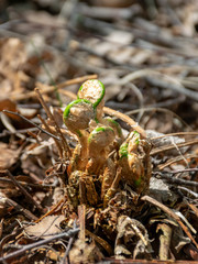 fern buds just emerging from the ground, forest ground texture