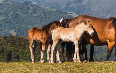 Two little horses looking for the protection of their mothers