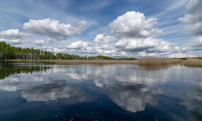 a developed bog lake, swampy meadows and bogs wonderful cumulus clouds and reflections in the water, Sedas heath, Latvia