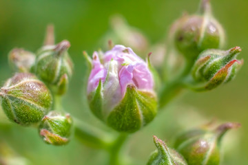 Raspberry Flower Emerging Bud
