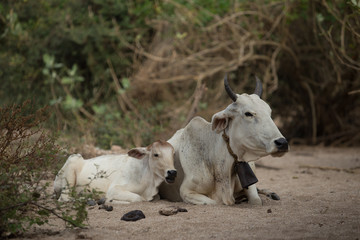 Obraz premium cow in forest