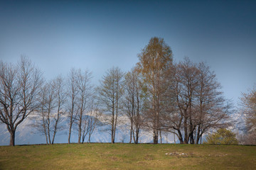 Trees on Top of the Hill