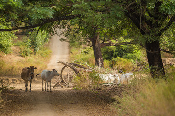 cow in forest