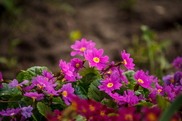 Obraz premium город, цветы в огороде, красные, розовые, the city, flowers in the garden, red, pink