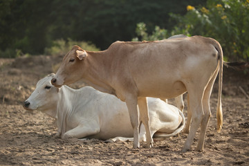 Herd of cow and ox in forest