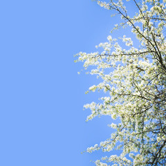 White cherry branches against a blue spring sky, daylight background with free space for text