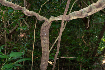 Thai herb name Bauhinia scandens L. var. horsfieldii (Miq.) growing in forest in Thailand. Monkey Ladder lianas (Bauhinia sp.) บันไดลิง