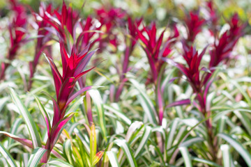 Bromeliad flower blooming in the garden