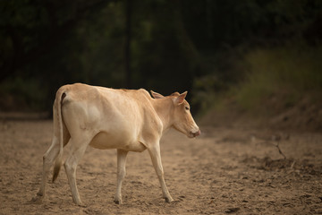 Herd of cow and ox in forest