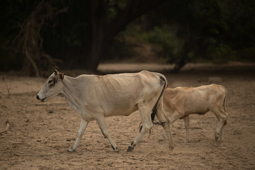 Herd of cow and ox in forest