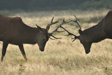 Red deer cervus elaphus in autumn colours