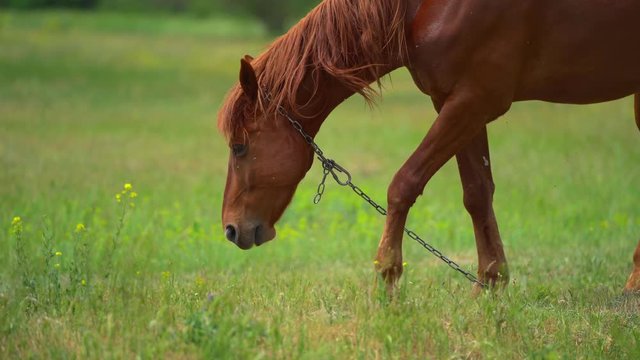 Brown beautiful young horse grase on the farm with chain in sunny summer day. Many fly bother her. Vertical panorama.