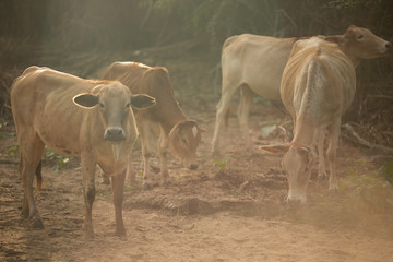 Herd of cow and ox in forest