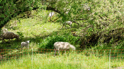 Obraz na płótnie Canvas Sheep in a meadow - National Park on the Elbe
