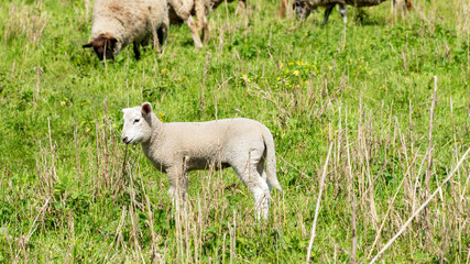 Obraz premium A little sheep on a meadow