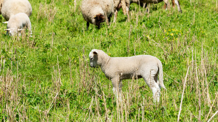 Naklejka na ściany i meble A little sheep on a meadow