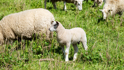 Fototapeta premium A little sheep on a meadow