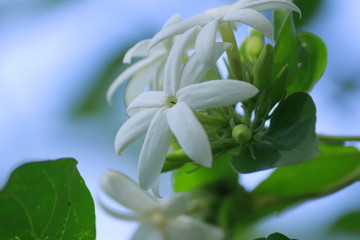 beautiful flowers in sri lanka