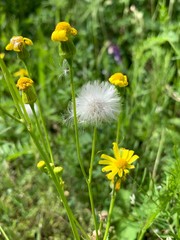 dandelions in the grass