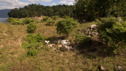 Fototapeta na wymiar herd of cow on island