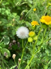 dandelion in the grass