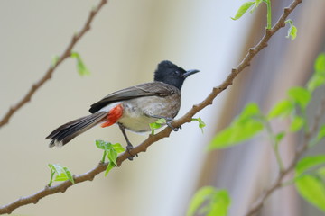 beauty bird