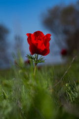 israel south  11.2.2020  red anemone coronaria flower  