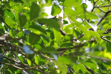 beauty bird hidden in tree