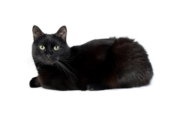 Young black cat of Bombay breed lies on a white looking at the camera. Studio portrait of a black cat isolated on white background