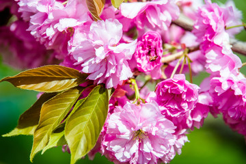Japanese cherry blossoms on a green natural background
